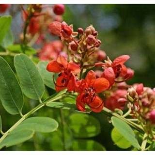 เมล็ดพันธุ์ชัยพฤกษ์แดงออสเตรเลีย (Australian Cassia Roxburghii/Red Shower Tree Seed)บรรจุ 20 เมล็ด ของแท้คุณภาพดี นำเข้า