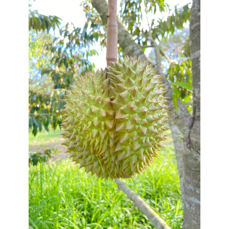 ทุเรียนหมอนทอง (金枕头) น้ำหนัก2.4-2.8 กิโลกรัม