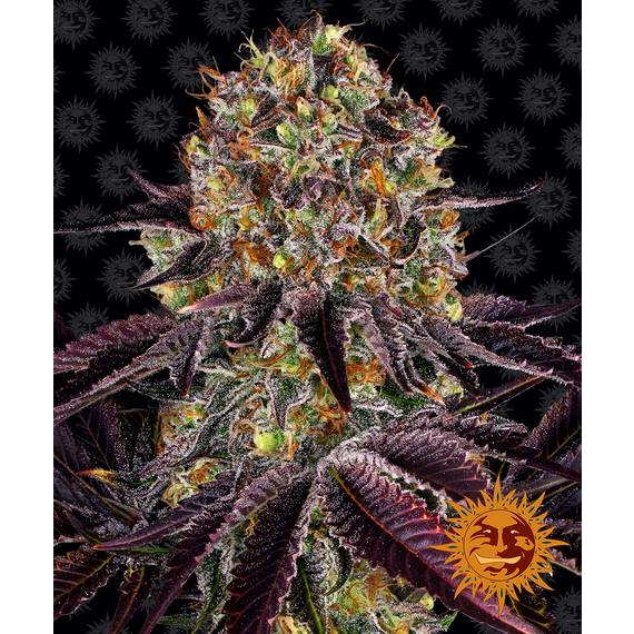 Barney's Farm Runtz x Layer Cake Feminised Seeds - Authentic