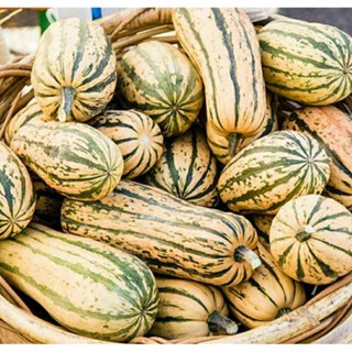 เมล็ดพันธุ์ฟักทองน้ำผึ้ง ฮันนี่ โบท เดลิคาต้า สควอช(Honey Boat Delicata Squash Seed)บรรจุ 12 เมล็ด ของแท้ คุณภาพดี