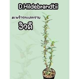 มะพร้าวทะเลทราย D.Hildebrandtii