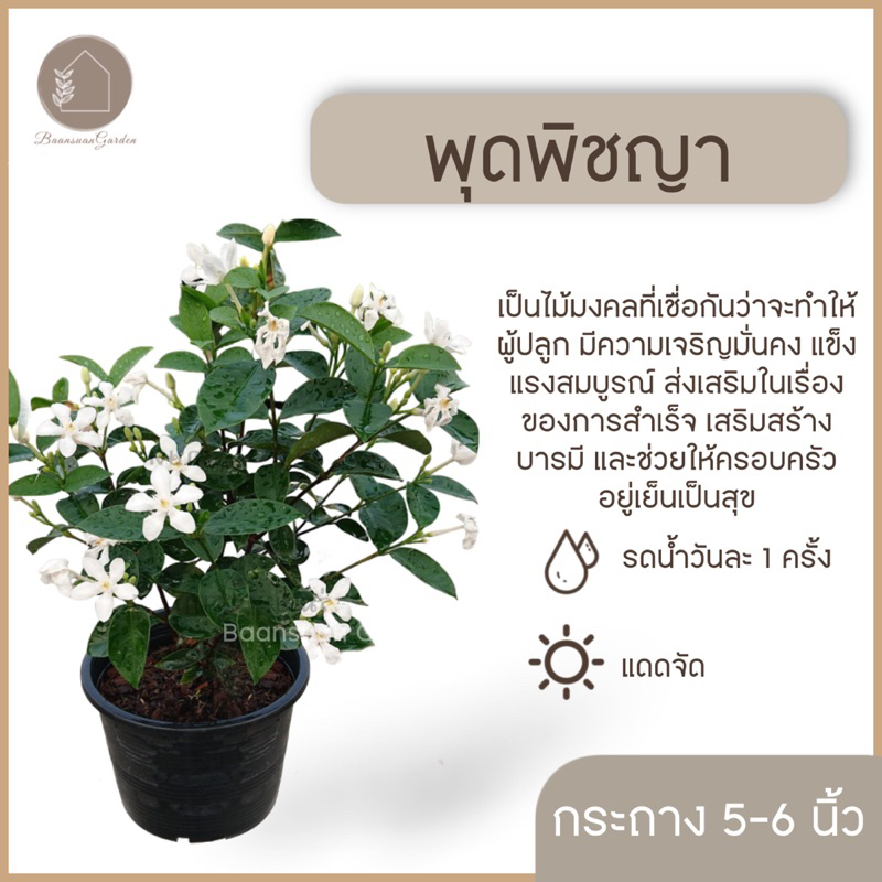 ต้นพุดพิชญา ไม้ดอกไม้ประดับ กระถาง 5-6 นิ้ว