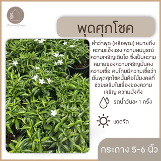 ต้นพุดศุภโชค ดอกสีขาว ไม้ประดับ กระถาง 5-6 นิ้ว