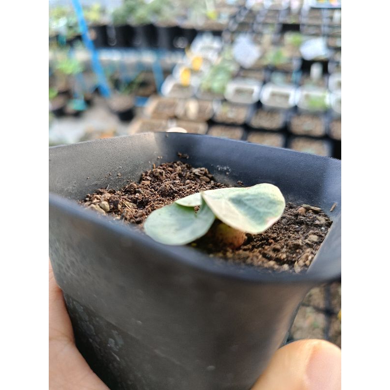 Dorstenia Barnimiana ,Mukondonii,kenya