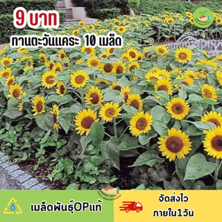 สุดคุ้ม 9 บาท เมล็ดพันธุ์ดอกทานตะะวันแคระ 10 เมล็ด