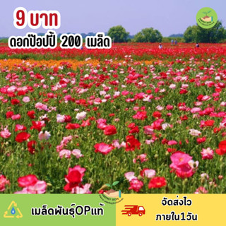 พิเศษ9บาท ‼️ เมล็ดพันธุ์ดอกป๊อปปี้ บรรจุ 200 เมล็ด