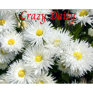 เมล็ด Crazy Daisy 20 เมล็ด มีวิธีเพาะและดูแลแนบไว้ให้ (ดอกไม้กินได้)