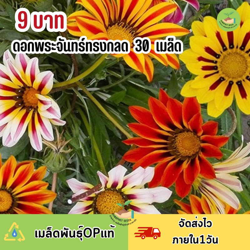 พิเศษ 9 บาท เมล็ดพันธุ์ดอกพระจันทร์ทรงกลด บรรจุ 30 เมล็ด