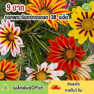 พิเศษ 9 บาท เมล็ดพันธุ์ดอกพระจันทร์ทรงกลด บรรจุ 30 เมล็ด