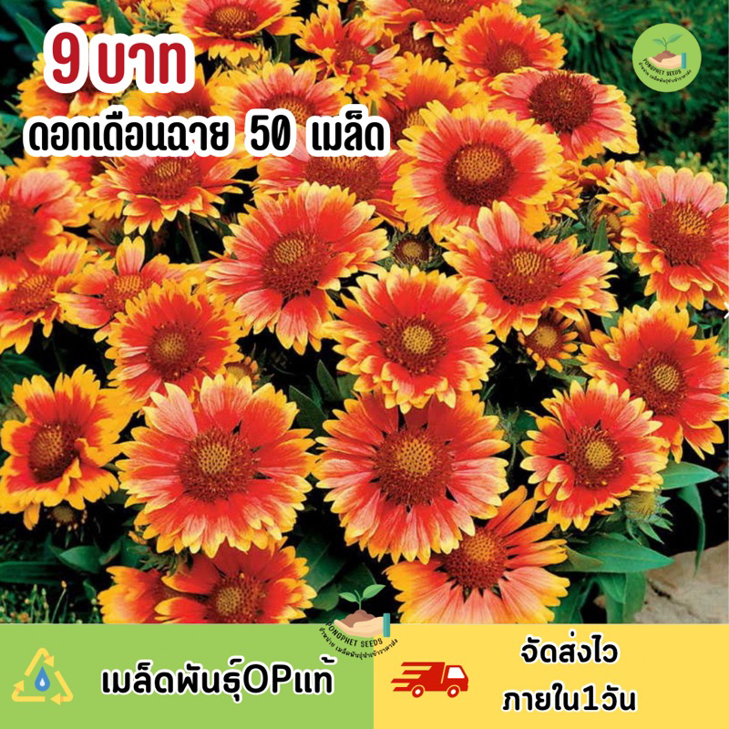 พิเศษ 9 บาท‼️ เมล็ดพันธุ์ ดอกเดือนฉายบรรจุ 50 เมล็ด