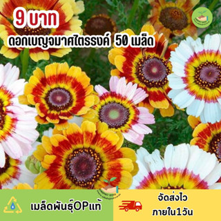 พิเศษ 9 บาท‼️ เมล็ดพันธุ์ ดอกเบญจมาศ ไตรรงค์ 50 เมล็ด