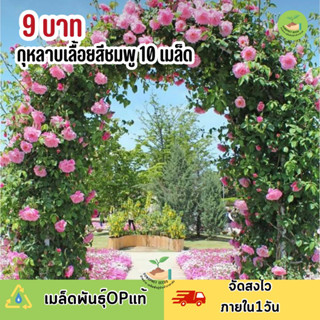 พิเศษ 9 บาท เมล็ดพันธุ์ ดอกกุหลาบเลื้อยสีชมพชมพู บรรจุ 10 เมล็ด