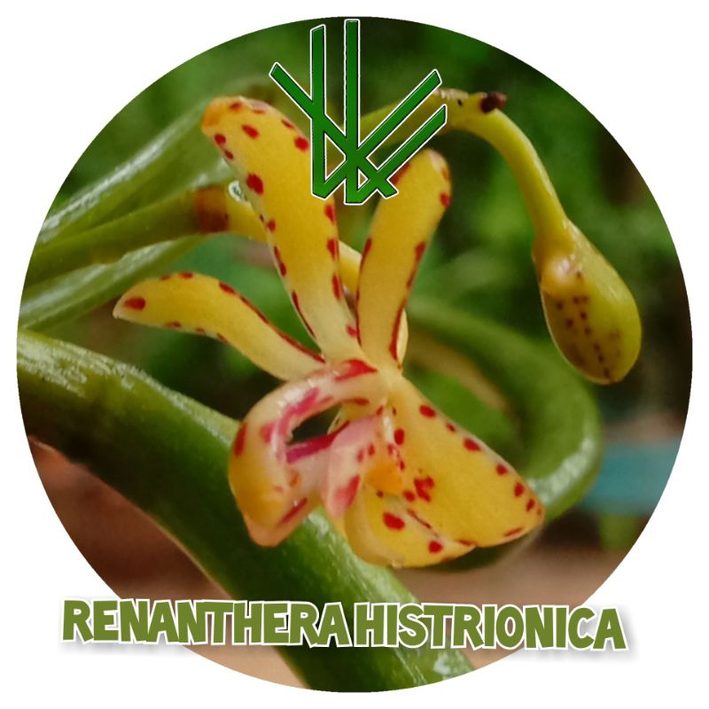 กล้วยไม้ Renanthera histrionica สายพันธ์มาเลเซีย ไม้สะสม ไม้หายาก