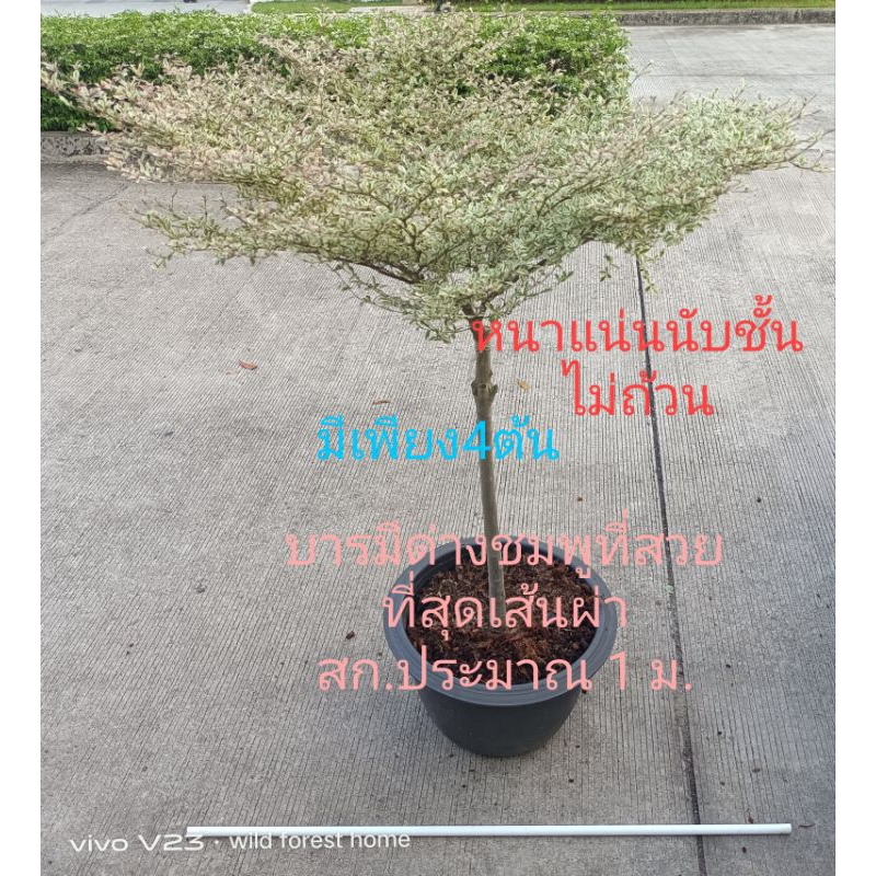 ต้นบารมีด่างขาวด่างชมพู#ต้นหูกระจงด่างขาวชมพู#Terminalia fatraea (Poir.) DC.ไม้มงคลแผ่บารมีเปี่ยมไปด