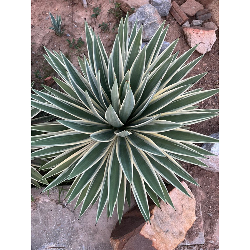 Agave # ต้นอากาเว่# อากาเว่#แดดร้อย#ปลูกกลางแจ้ง# ต้นไม้ทนแล้ง# ต้นไม้จัดสวน# ปลูกเป็นไม้ประธาน# ขายหน่อต้นอากาเว่