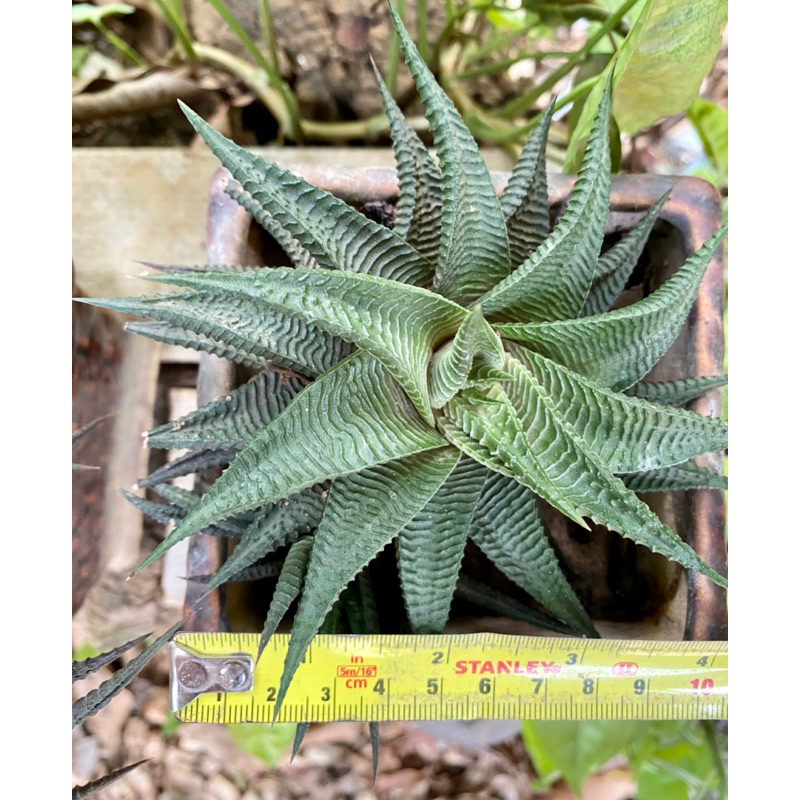 🌵 ฮาโวเทีย ม้าเวียน Haworthia Limifolia ไม้อวบน้ำกระถางขนาด 10 นิ้ว