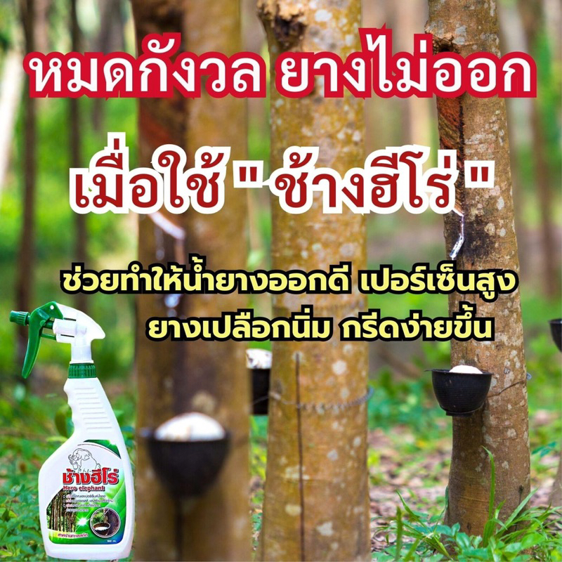 ช้างฮีโร่ (รับประกันของแท้100%)ฮอร์โมนฉีดพ่นหน้ายาง สารสกัดจากสาหร่ายสกัด