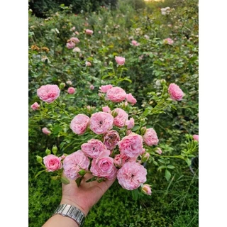 ปุ๋ยกุหลาบ สูตรพิเศษกระตุ้นแตกกิ่ง(200 กรัม)บำรุงต้นดอกใบและรากให้เดินดี ใช้ได้ทั้งไม้ดอกไม้ประดับไม้ผล ธาตุหลักรองครบ
