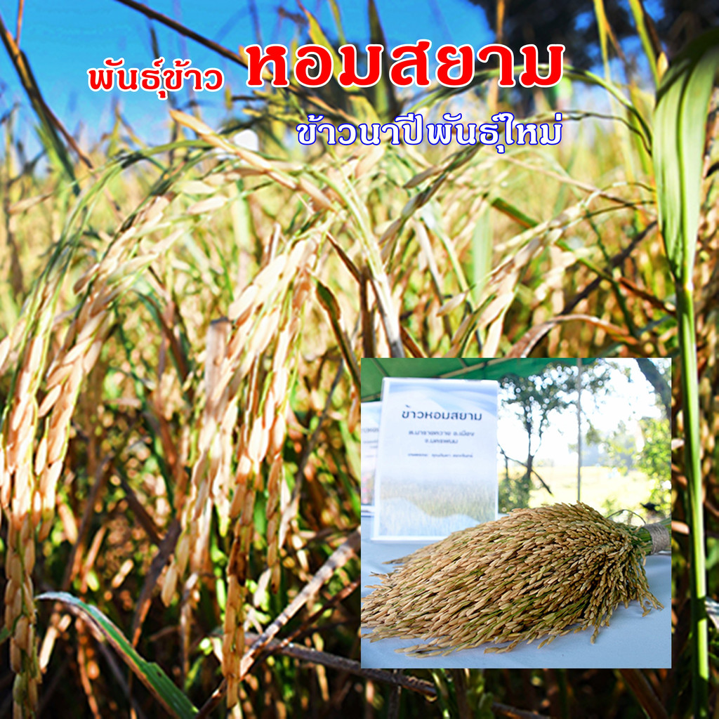 #พันธุ์ข้าวหอมสยาม ชุดทดลอง1กก.