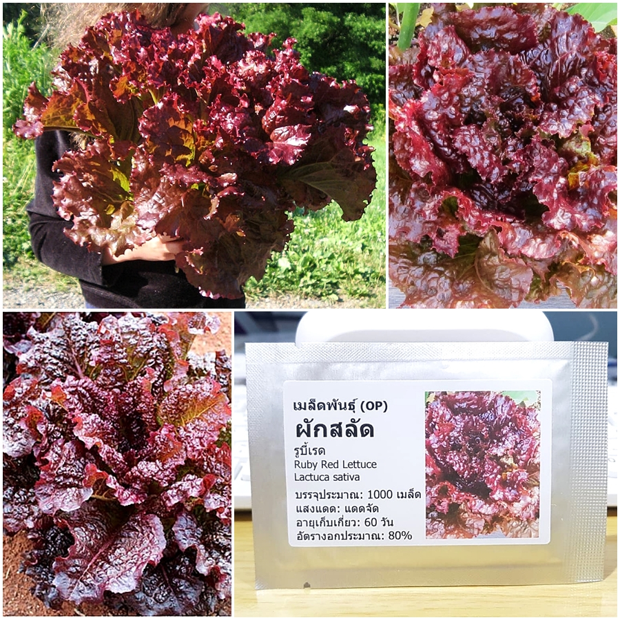 เมล็ดพันธุ์ ผักสลัด รูบี้เรด Ruby Red Lettuce Seed บรรจุ 1000 เมล็ด คุณภาพดี ของแท้ 100%