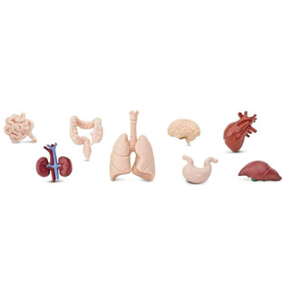 Safari Ltd. : SFR766904* โมเดลบรรจุถุง Human Organs