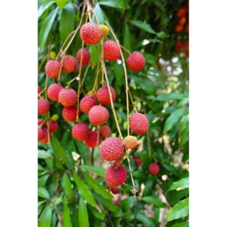 ต้นลิ้นจี่ค่อมอัมพวา🍒🪴ต้นสูง 50-60 ซม.🪴🍒 ต้นพันธุ์ตอนกิ่ง ลูกดกใหญ่ เนื้อเยอะกลิ่นหอมหวานฉ่ำอร่อย ให้ผลผลิตตลอดปี