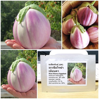 เมล็ดพันธุ์ มะเขือสีชมพู โรซ่าเบียนคา Rosa Bianca Eggplant Seed บรรจุ 20 เมล็ด คุณภาพดี ของแท้ 100%