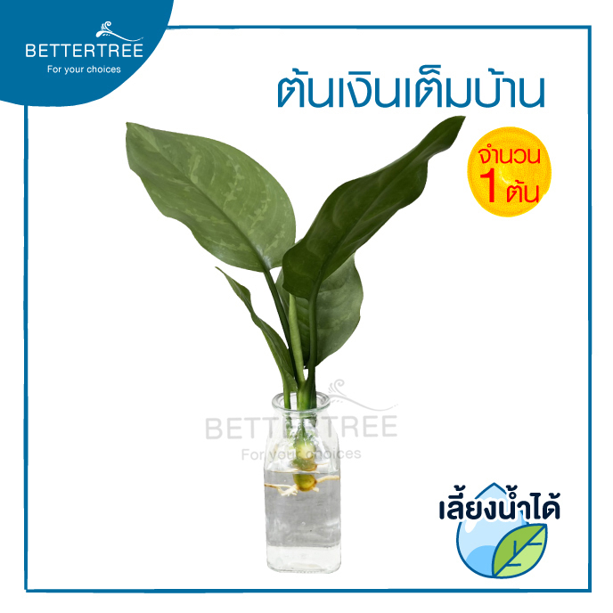เงินเต็มบ้าน (จำนวน 1 ต้น) สามารถเลี้ยงน้ำได้💧ต้นไม้ฟอกอากาศ ไม้มงคล