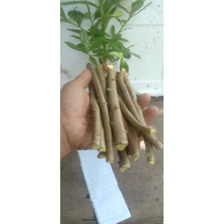 กิ่งละ 3 บาท! โสมไทยกิ่งสด พร้อมปักชำ ชุด 20 กิ่ง 50 บาท (แถมเพิ่มในตัว) จากไร่อุ่นศรี