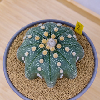 Astrophytum Asterias Star Shape - แอสโตรไฟตัม แอสทีเรียส ปลาดาว