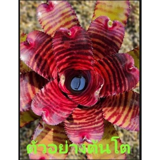 สับปะรดสี Neoregelia Groove Red Tiger จำนวน 1 ต้น จัดส่งแบบถอดกระถาง ต้นไม้สวยงาม ฟอกอากาศ ต้นไม้มงคล