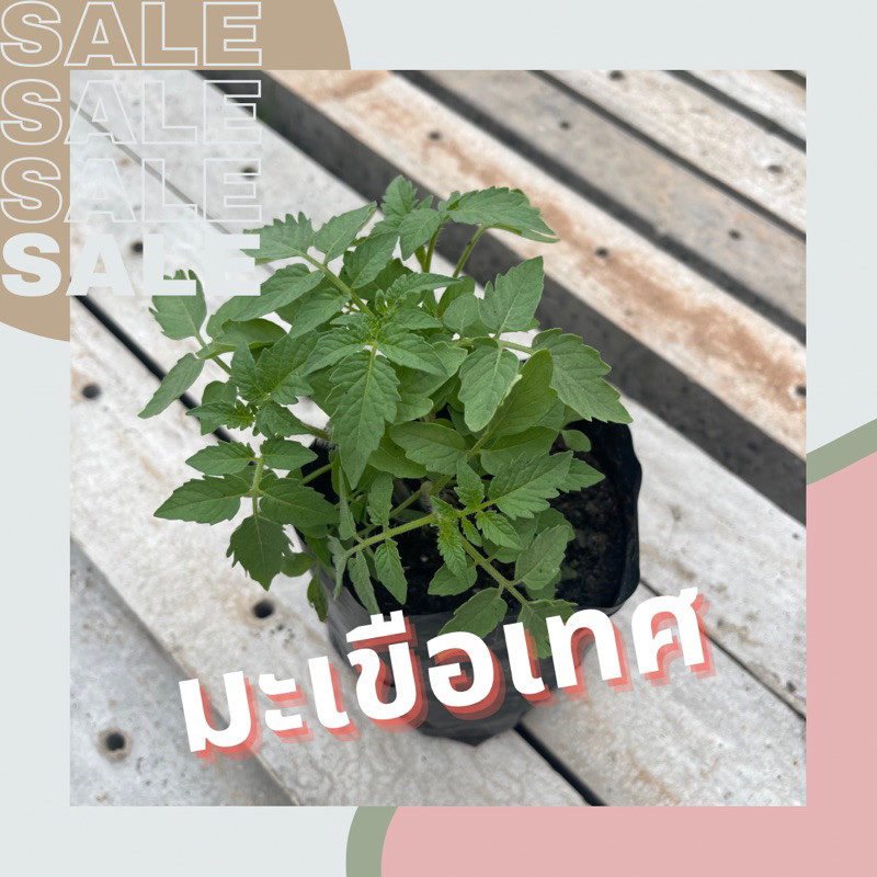 มะเขือเทศ ในถุงดำขนาด 3.5 x 7 นิ้ว