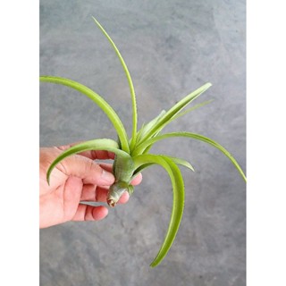 Tillandsia flexuosa Elatior Virens