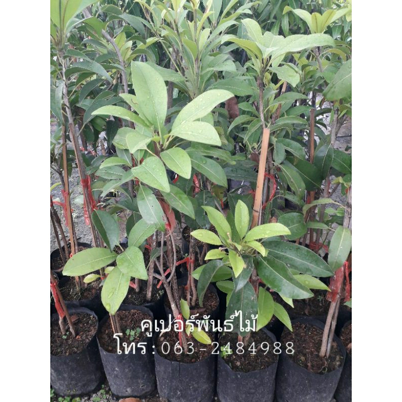 เสียบยอดละมุดยักษ์เวียดนาม ต้นส่งสูง80-90ซม.