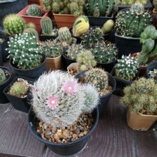 ตะบองเพชร cactus ขายต้นไม้