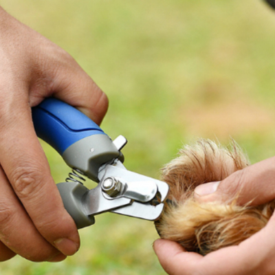 (สุนัขใหญ่) กรรไกรตัดเล็บสุนัขใหญ่ กรรไกรตัดเล็บหมาใหญ่  กรรไกรตัดเล็บแมว โกลเด้น ไซบีเรียน บางแก้ว