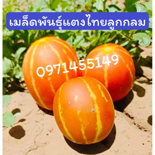 เมล็ดพันธุ์แตงไทยลูกกลม ทองไทย ( Musk Melon)