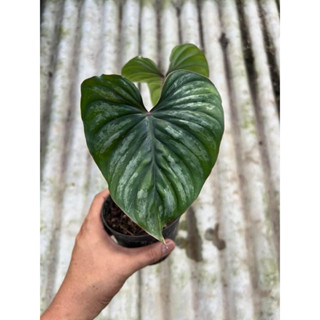 Philodendron Plowmanii  พร้อมปลูก