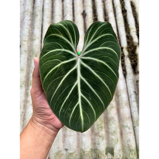 Philodendron Gloriosum wvpb  พร้อมปลูก