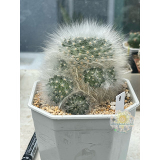 แมมลูกแมวไร้หนาม (Mammillaria guelzowiana) ไม้ชำหน่อ