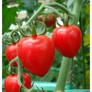 Sweetheart Cherry Tomato 2 เมล็ด พร้อมวิธีปลูกเมล็ดแท้นำเข้า