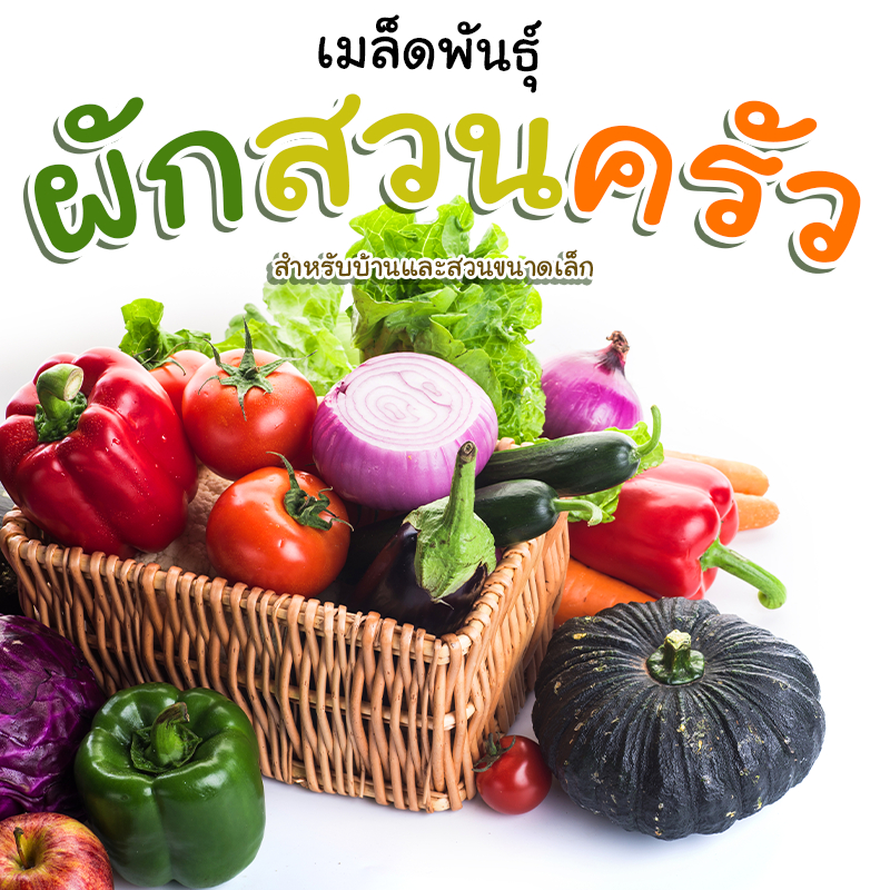 ⚡️ติดตามลด50%⚡️ เมล็ดผักสวนครัว แบ่งขาย เหมาะสำหรับผู้ใช้น้อย/ทดลองปลูก