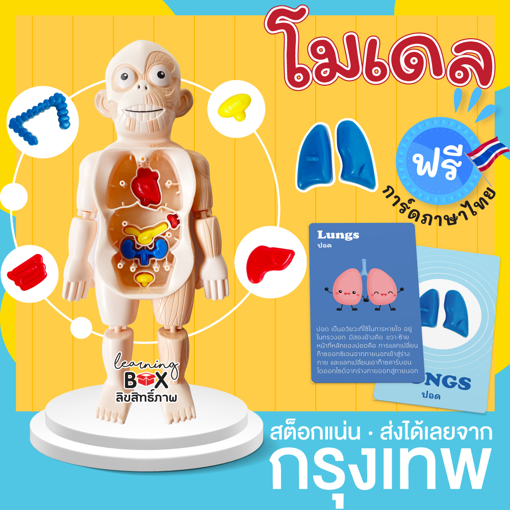 หุ่นจำลอง ร่างกาย [ฟรี การ์ด] โมเดล มนุษย์ อวัยวะ (Human body model) CN