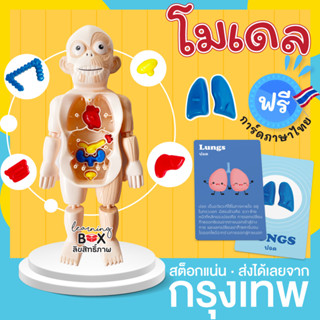 หุ่นจำลอง ร่างกาย [ฟรี การ์ด] โมเดล มนุษย์ อวัยวะ (Human body model)