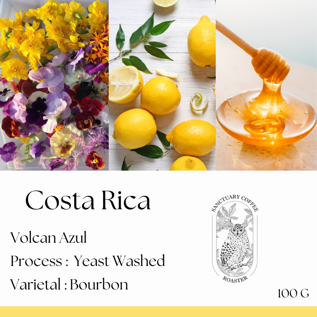 Coffee 449 บาท เมล็ดกาแฟ Costa Rica Volcan Azul Yeast Washed Food & Beverages