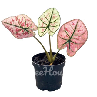 บอนสี สตอเบอรี่สตาร์ ใบสีชมพูแดง (Caladium stawberry star) กระถาง 4 นิ้ว