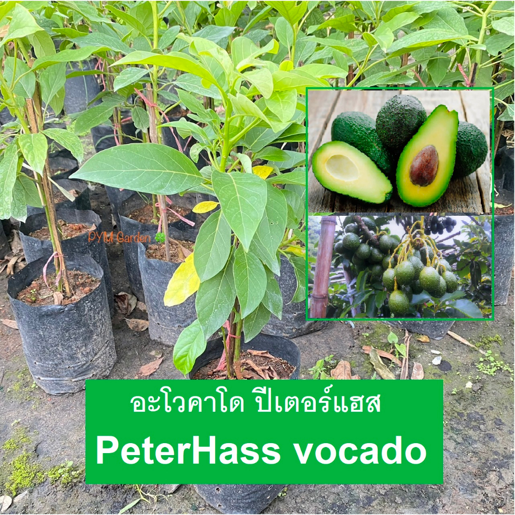 ต้นอะโวคาโด พันธุ์ปีเตอร์แฮส (Avocado PeterHass) เสียบยอด Cleft  Grafting(รับประกันสินค้า ส่งใหม่ฟรี หากสินค้าเสียหาย!!) ราคาถูก Shopee Lazada