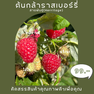 ☀️sunsecrets🍀 ต้นกล้าราสเบอร์รี่สายพันธุ์Herritage