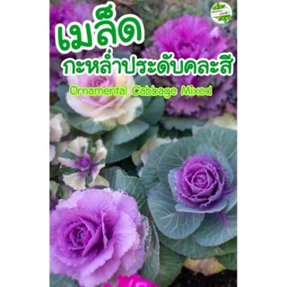 เมล็ด กะหล่ำประดับคละสี Ornamental Cabbage Mixed 10เมล็ด เมล็ดพันธุ์แท้ นำเข้าจากต่างประเทศ