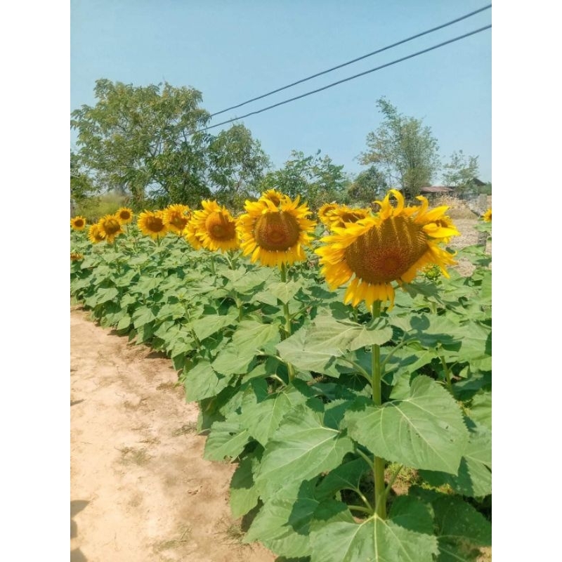 เมล็ดพันธุ์ทานตะวันอะควอร่า6 บรรจุ100เมล็ด ดอกใหญ่ให้ผลผลิตสูง - รูปที่ 5
